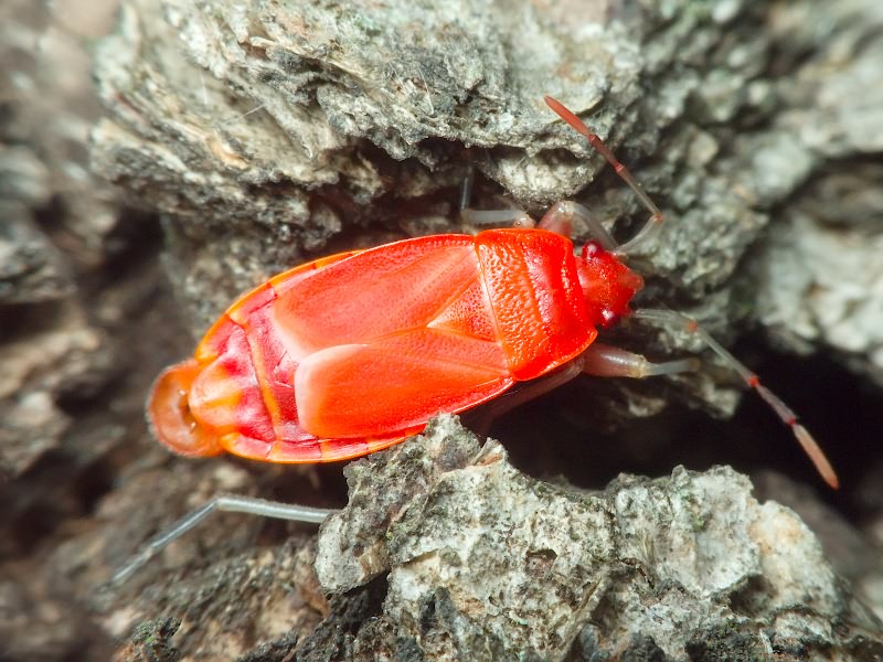 Pyrrhocoris apterus (Linnaeus, 1758)